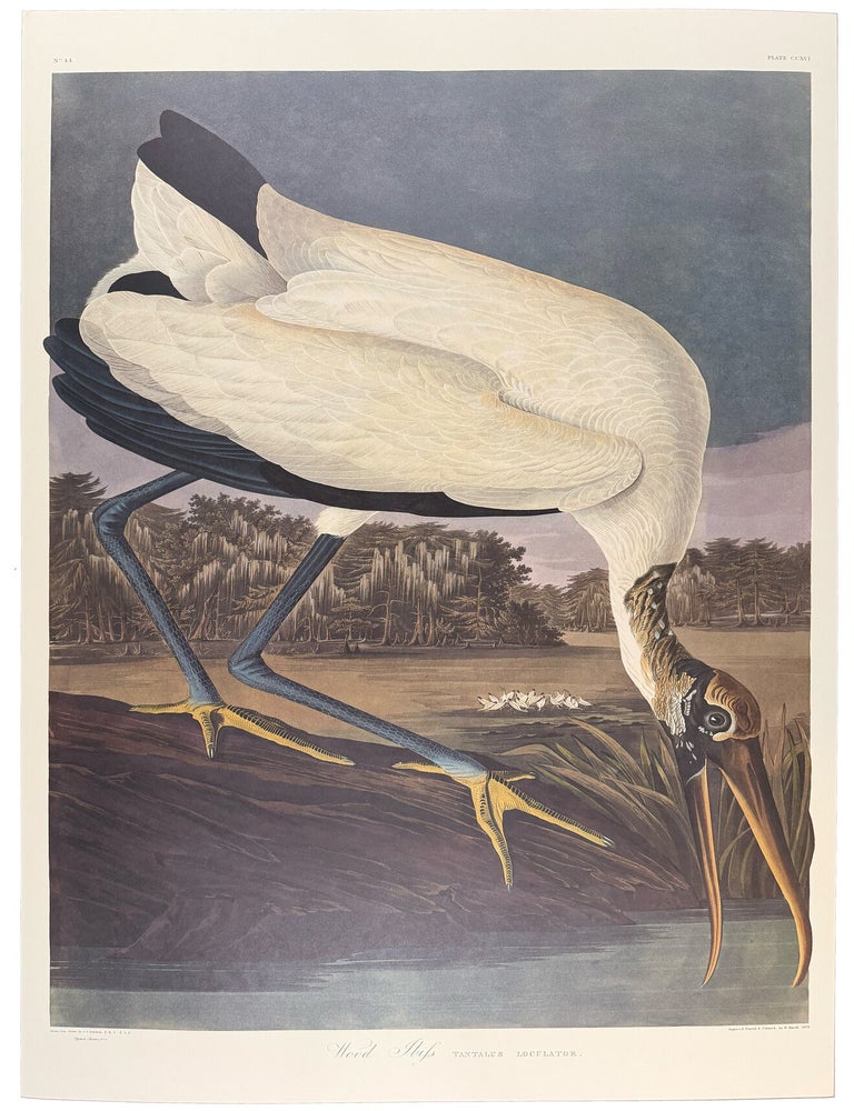 Item #39855 Wood Ibis. From "The Birds of America" (Tokyo Edition). John James AUDUBON.