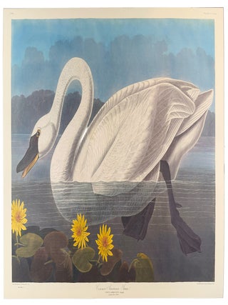 Item #39856 Common American Swan. From "The Birds of America" (Tokyo Edition). John...