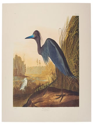 Item #39857 Blue Crane or Heron. From "The Birds of America" (Tokyo Edition). John...