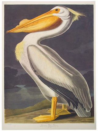 Item #39858 American White Pelican. From "The Birds of America" (Tokyo Edition). John...