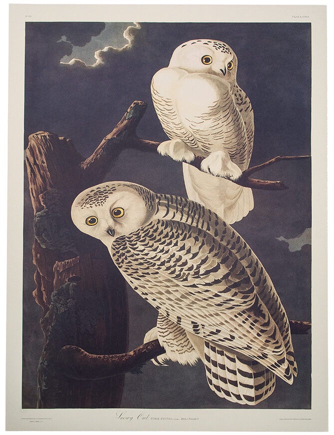 Item #39859 Snowy Owl. From "The Birds of America" (Tokyo Edition). John James AUDUBON.