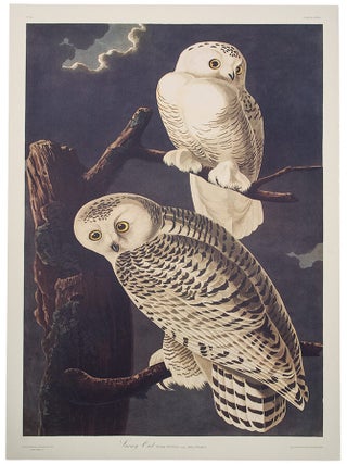 Item #39859 Snowy Owl. From "The Birds of America" (Tokyo Edition). John James AUDUBON