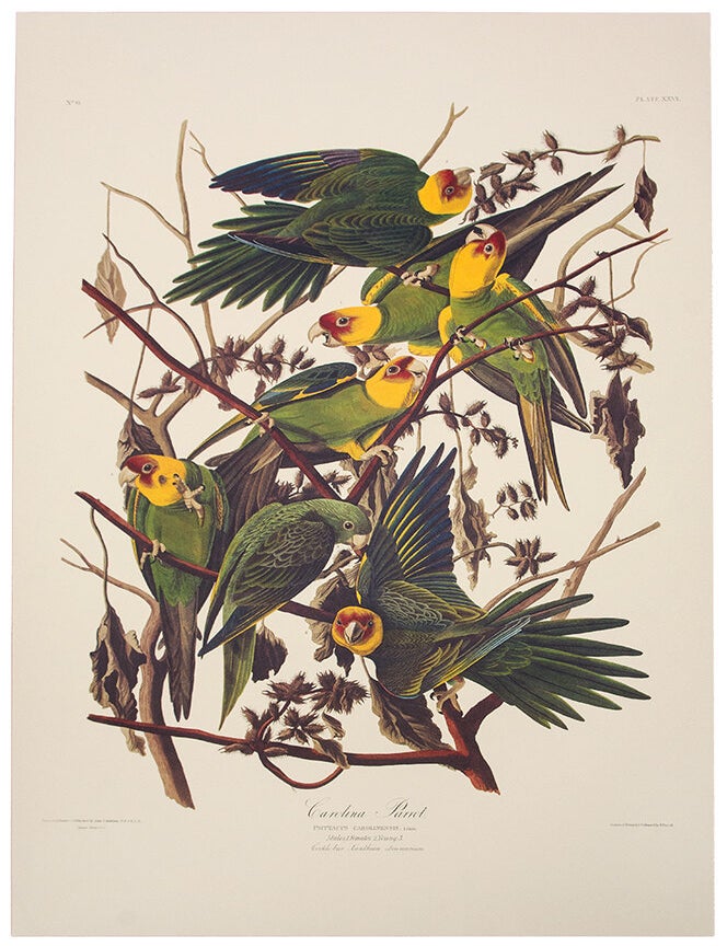Item #39860 Carolina Parrot. From "The Birds of America" (Tokyo Edition). John James AUDUBON.
