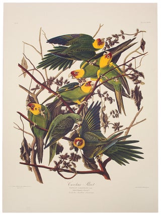 Item #39860 Carolina Parrot. From "The Birds of America" (Tokyo Edition). John James...