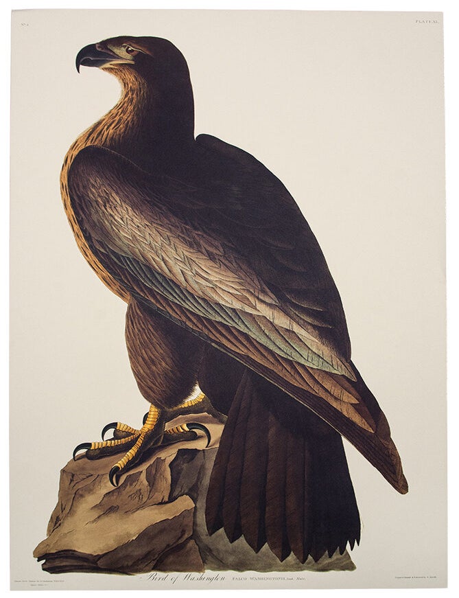 Item #39861 Bird of Washington. From "The Birds of America" (Tokyo Edition). John James AUDUBON.