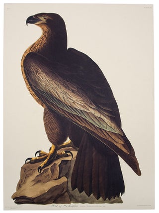 Item #39861 Bird of Washington. From "The Birds of America" (Tokyo Edition). John James...