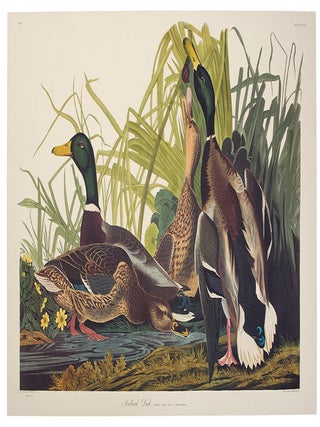 Item #39862 Mallard Duck. From "The Birds of America" (Tokyo Edition). John James AUDUBON