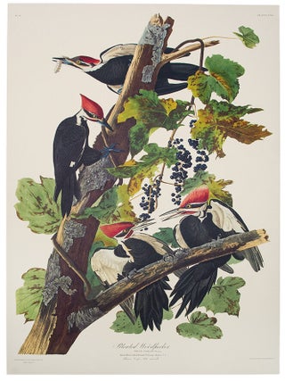 Item #39863 Pileated Woodpecker. From "The Birds of America" (Tokyo Edition). John...