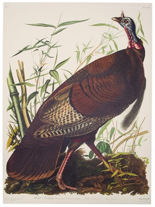 Item #39864 Wild Turkey, Male. From "The Birds of America" (Tokyo Edition). John James...