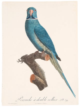 Item #39869 [Rose-ringed parakeet] Perruche a double collier. Jacques BARRABAND