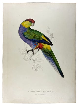 Item #40125 Platycercus Pileatus, [Red-capped Parakeet]. Edward LEAR