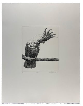 Parrots and Cockatoos