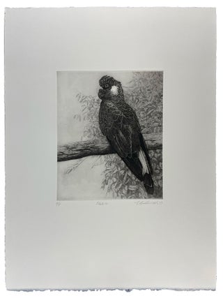 Parrots and Cockatoos