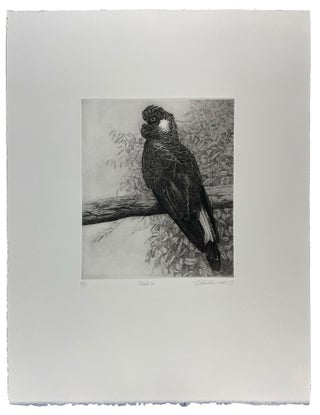 Parrots and Cockatoos