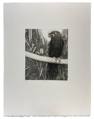Parrots and Cockatoos