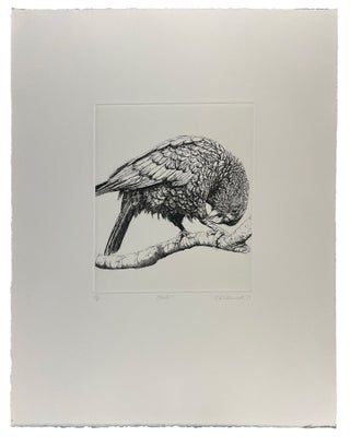 Parrots and Cockatoos
