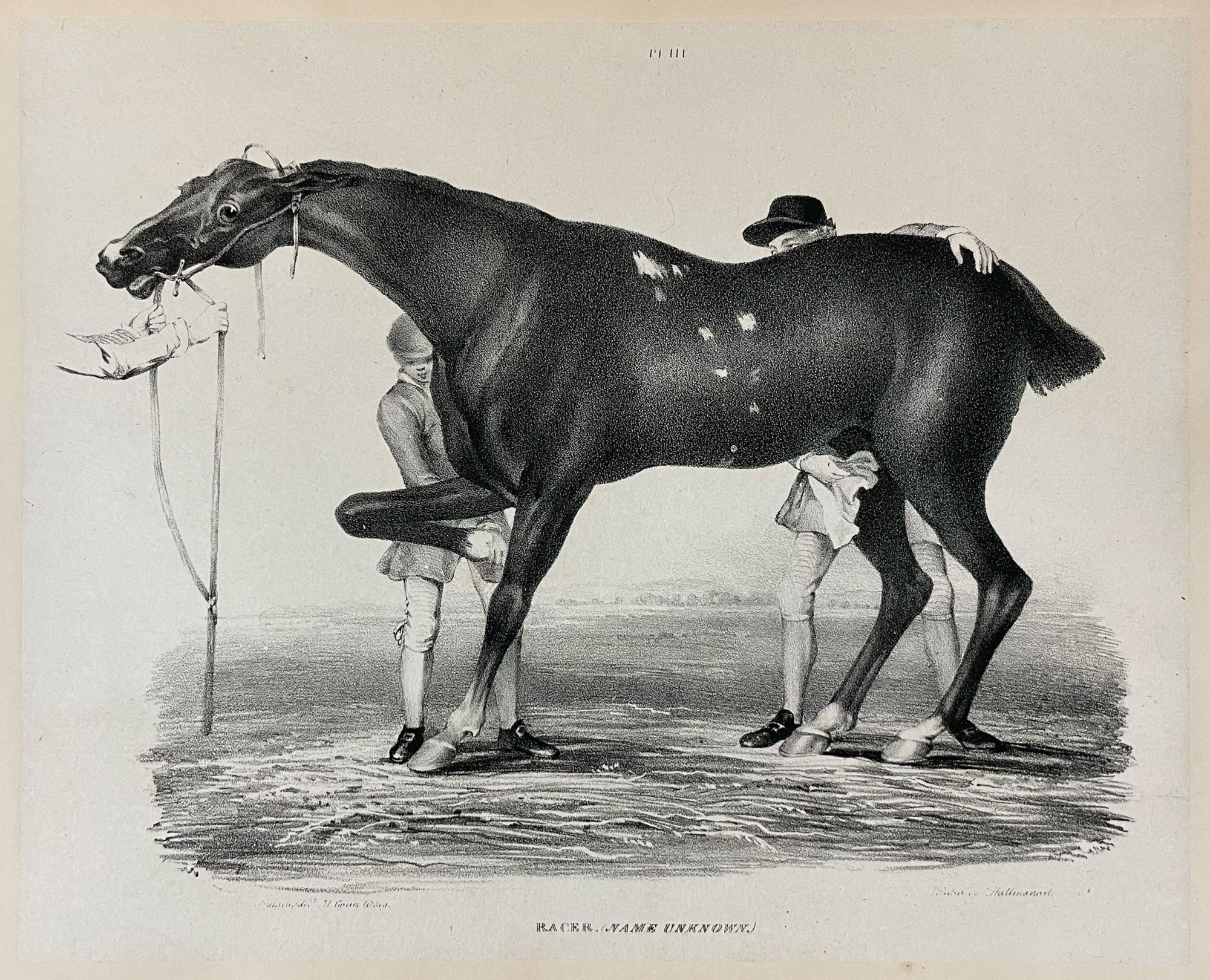 Comparative View of the Form and Character of the English Racer and ...