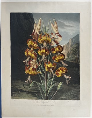 Item #40247 The Superb Lily. Robert John THORNTON, - Philip REINAGLE