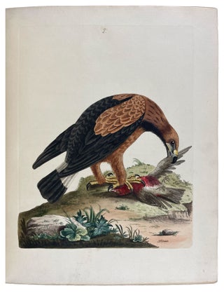 Item #40444 New Illustrations of Zoology, Containing Fifty Coloured Plates of New, Curious, and...