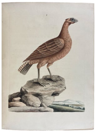 New Illustrations of Zoology, Containing Fifty Coloured Plates of New, Curious, and Non-Descript Birds, with a Few Quadrupeds, Reptiles, and Insects. Together with a Short and Scientific Description of the Same: Nouvelles Illustrations de Zoologie, Contenant Cinquante Planches Enluminées d'Oiseaux Curieux, et Qui Non Étés Jamais Descrits, et Quelques de Quadrupèdes, de Reptiles et D'Insectes, Avec de Courtes Descriptions Systématiques