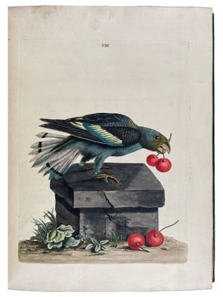 New Illustrations of Zoology, Containing Fifty Coloured Plates of New, Curious, and Non-Descript Birds, with a Few Quadrupeds, Reptiles, and Insects. Together with a Short and Scientific Description of the Same: Nouvelles Illustrations de Zoologie, Contenant Cinquante Planches Enluminées d'Oiseaux Curieux, et Qui Non Étés Jamais Descrits, et Quelques de Quadrupèdes, de Reptiles et D'Insectes, Avec de Courtes Descriptions Systématiques