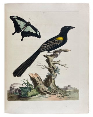 New Illustrations of Zoology, Containing Fifty Coloured Plates of New, Curious, and Non-Descript Birds, with a Few Quadrupeds, Reptiles, and Insects. Together with a Short and Scientific Description of the Same: Nouvelles Illustrations de Zoologie, Contenant Cinquante Planches Enluminées d'Oiseaux Curieux, et Qui Non Étés Jamais Descrits, et Quelques de Quadrupèdes, de Reptiles et D'Insectes, Avec de Courtes Descriptions Systématiques