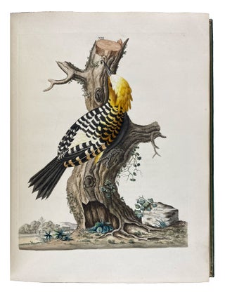 New Illustrations of Zoology, Containing Fifty Coloured Plates of New, Curious, and Non-Descript Birds, with a Few Quadrupeds, Reptiles, and Insects. Together with a Short and Scientific Description of the Same: Nouvelles Illustrations de Zoologie, Contenant Cinquante Planches Enluminées d'Oiseaux Curieux, et Qui Non Étés Jamais Descrits, et Quelques de Quadrupèdes, de Reptiles et D'Insectes, Avec de Courtes Descriptions Systématiques
