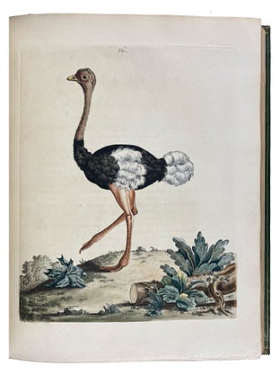 New Illustrations of Zoology, Containing Fifty Coloured Plates of New, Curious, and Non-Descript Birds, with a Few Quadrupeds, Reptiles, and Insects. Together with a Short and Scientific Description of the Same: Nouvelles Illustrations de Zoologie, Contenant Cinquante Planches Enluminées d'Oiseaux Curieux, et Qui Non Étés Jamais Descrits, et Quelques de Quadrupèdes, de Reptiles et D'Insectes, Avec de Courtes Descriptions Systématiques