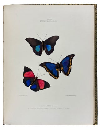 The Genera of Diurnal Lepidoptera: comprising their generic characters, a notice of their habits and transformations, and a catalogue of the species of each genus.
