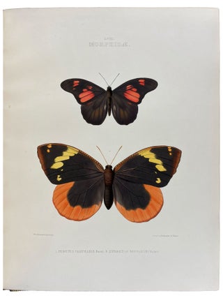 The Genera of Diurnal Lepidoptera: comprising their generic characters, a notice of their habits and transformations, and a catalogue of the species of each genus.
