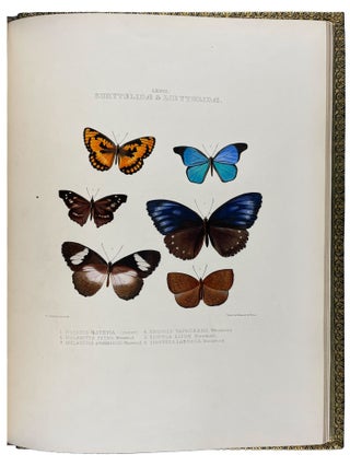 The Genera of Diurnal Lepidoptera: comprising their generic characters, a notice of their habits and transformations, and a catalogue of the species of each genus.