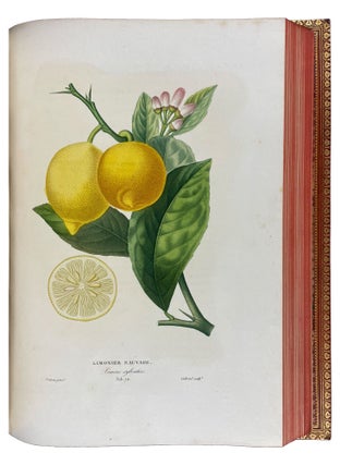 Histoire Naturelle des Orangers