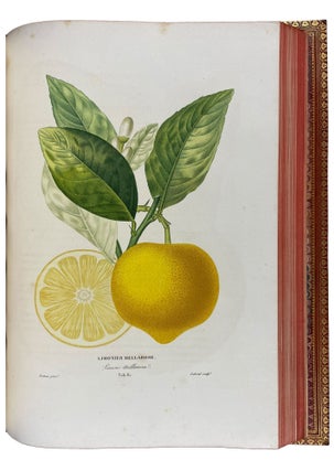 Histoire Naturelle des Orangers