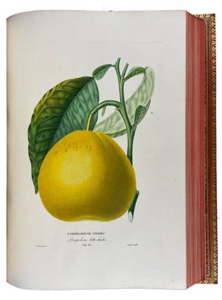 Histoire Naturelle des Orangers