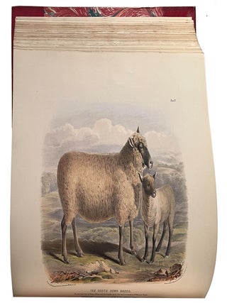 The breeds of domestic animals of the British Isles