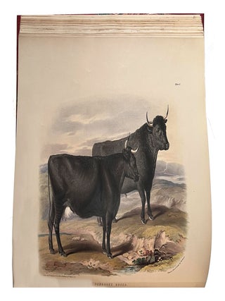 The breeds of domestic animals of the British Isles