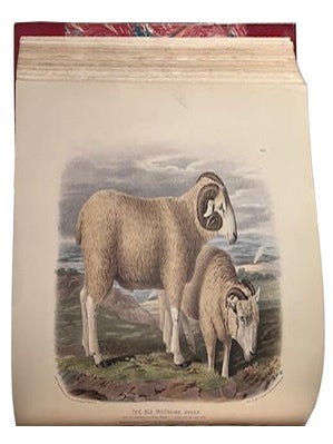 The breeds of domestic animals of the British Isles