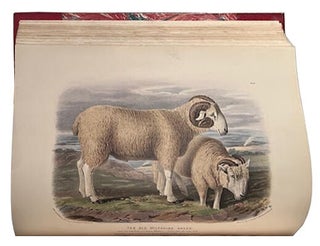 The breeds of domestic animals of the British Isles