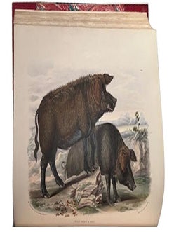 The breeds of domestic animals of the British Isles