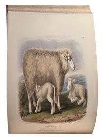 The breeds of domestic animals of the British Isles