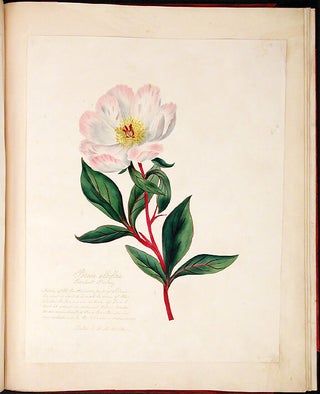 Specimens of Oriental Tinting