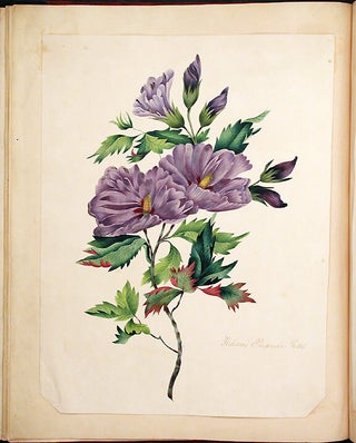 Specimens of Oriental Tinting