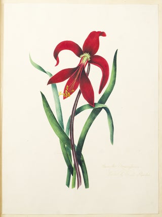 Specimens of Oriental Tinting