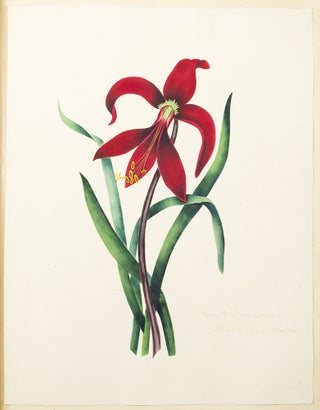 Specimens of Oriental Tinting