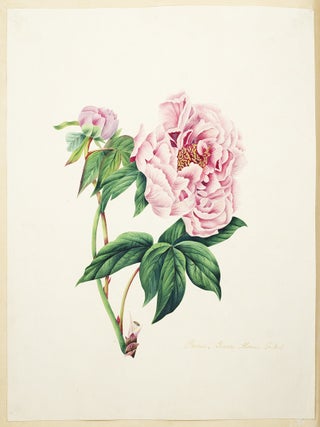 Specimens of Oriental Tinting