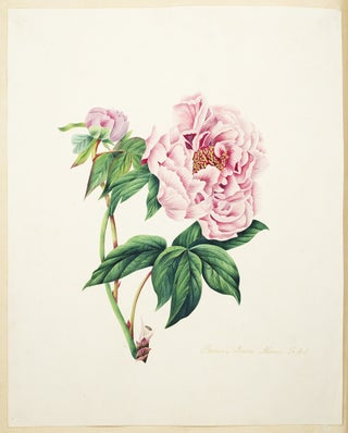 Specimens of Oriental Tinting