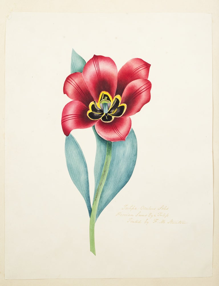 Item #40479 Specimens of Oriental Tinting. F. M STANTON.