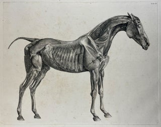 Item #40544 The Anatomy of the Horse: Including a Particular Description of the Bones,...