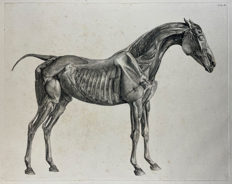 Item #40544 The Anatomy of the Horse: Including a Particular Description of the Bones, Cartilages, Muscles, Fascias. Ligaments, Nerves, Arteries, Veins, and Glands. George STUBBS.