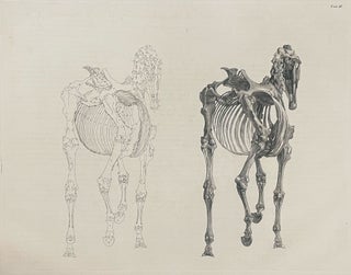 The Anatomy of the Horse: Including a Particular Description of the Bones, Cartilages, Muscles, Fascias. Ligaments, Nerves, Arteries, Veins, and Glands
